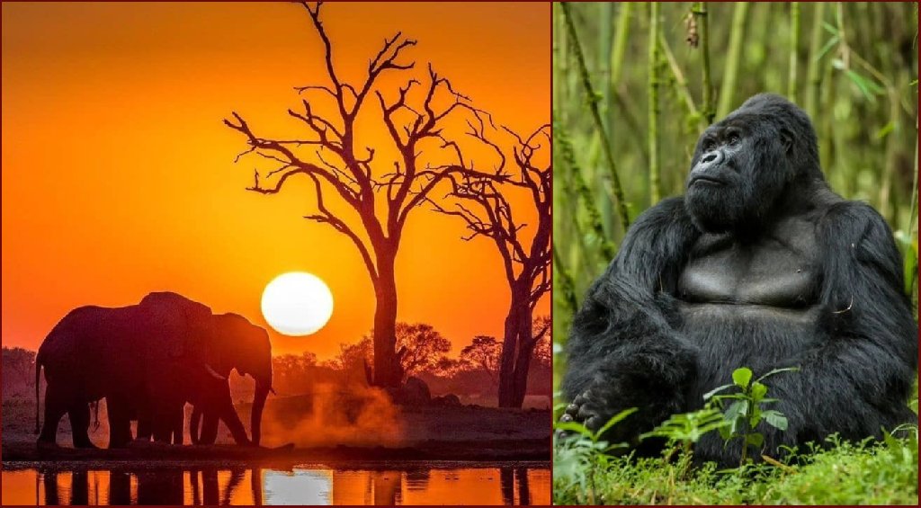 Uganda si Rwanda - Gorilla trekking, safari and more - cu Monica Jurma